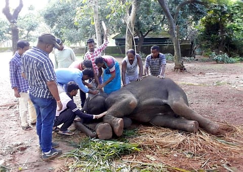 3 ஆண்டுகளில் 245 யானைகளை இழந்த ஒடிசா மாநிலம்