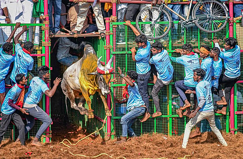 தஞ்சாவூர் அருகே மாதாக்கோட்டையில் நடைபெற்ற ஜல்லிக்கட்டு போட்டியில் காளைகளை அடக்க முயலும் வீரர்கள். படம் ஆர்.வெங்கடேஷ்.