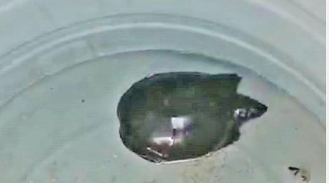 புதுவை குடிசை மாற்று வாரிய குடியிருப்பில் உள்ள குடிநீர் தொட்டியில் சமூக விரோதிகள் வளர்த்து வந்த ஆமைகள்.