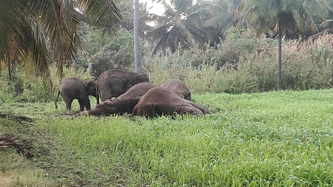 தருமபுரி அருகே மின்வேலியில் சிக்கி 3 யானைகள் உயிரிழப்பு - மின்வேலி அமைத்தவர் கைது