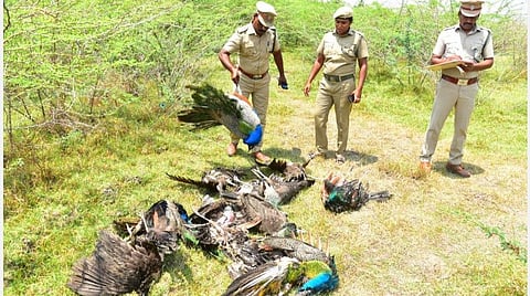 விஷம் வைத்துக் கொல்லப்பட்ட 30 மயில்கள் - மதுரையில் அதிர்ச்சி