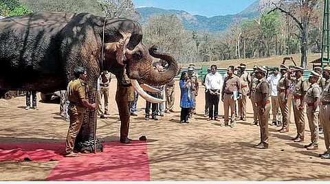 கோழிகமுத்தி யானைகள் முகாமில் பணியாற்றி ஓய்வுபெற்ற கும்கி  யானை கலீமுக்கு சல்யூட் அடித்து மரியாதை செலுத்திய வனத்துறையினர்.