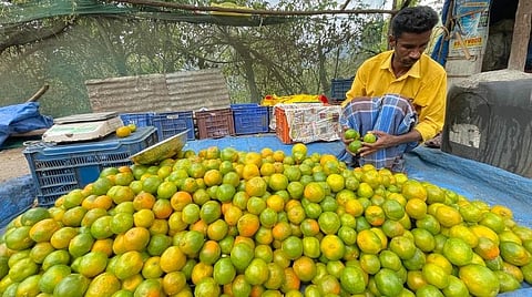 கொடைக்கானலில் ஆரஞ்சு சீசன் நிறைவு - ஒரு கிலோ ரூ.100-க்கு விற்பனை