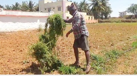 ஓசூர் பகுதியில் கொத்தமல்லி விலை சரிவு: ரூ. 4-க்கு விற்பதால் விவசாயிகள் வேதனை
