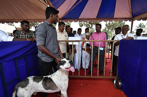 புல்லிகுட்டா நாய் இனம் | படங்கள்: ஆர்.வெங்கடேஷ்