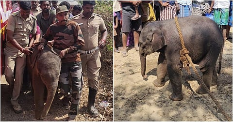 தருமபுரி மாவட்டத்தில் தாயைப் பிரிந்து தவிக்கும் மேலும் ஒரு யானைக்குட்டி