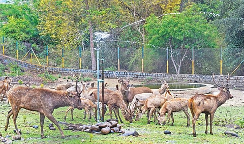 கடமான் கூண்டுக்குள் கோடை வெயிலுக்காக அமைக்கப்பட்டுள்ள நீர் தெளிப்பான்.  							    படம் எஸ்.குரு பிரசாத்