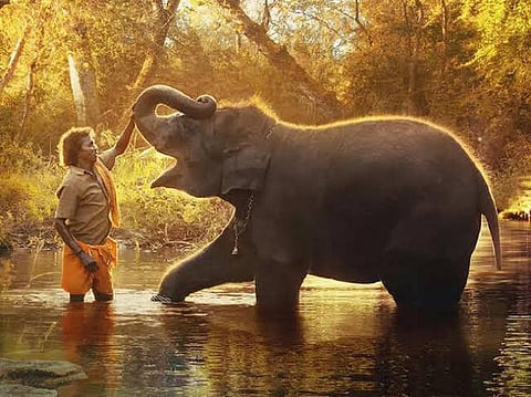 ஆஸ்கர் வெற்றி எதிரொலி | எலிஃபெண்ட் விஸ்பரர்ஸ் ஆவணப்பட யானையைக் காண முதுமலையில் குவியும் சுற்றுலாப் பயணிகள்