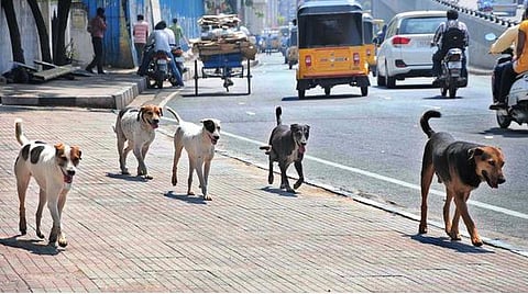 உயிரைப் பறிக்கும் தெரு நாய்கள்: தேவை தீவிர நடவடிக்கை!