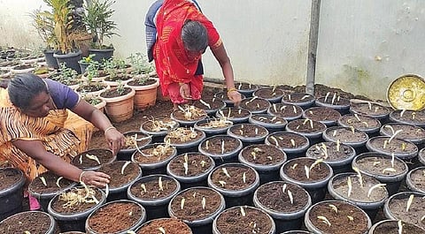 நெதர்லாந்தில் இருந்து வரவழைக்கப்பட்ட லில்லியம் பூச்செடி கிழங்குகளை கொடைக்கானல் பிரையண்ட் பூங்காவில் நடவு செய்யும் பணியில் ஈடுபட்ட ஊழியர்கள்.