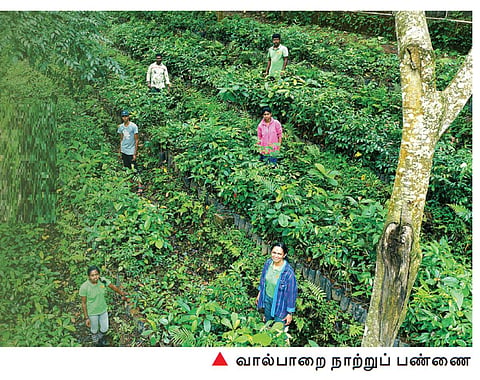 மரக்கன்று நடுதல்: அறிவியல்பூர்வமாகத்தான் செயல்படுகிறோமா?