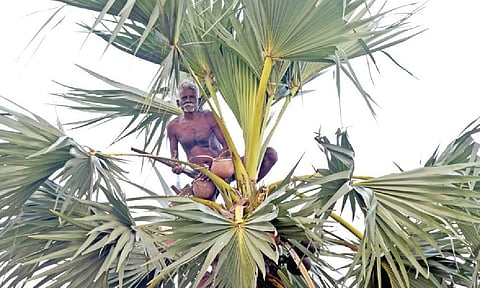 தூத்துக்குடி அருகே அந்தோணியார்புரம் பகுதியில் பனை மரத்தில் இருந்து பதநீர் இறக்கும் பணியில் ஈடுபட்டிருந்த தொழிலாளி. படங்கள்: என்.ராஜேஷ்