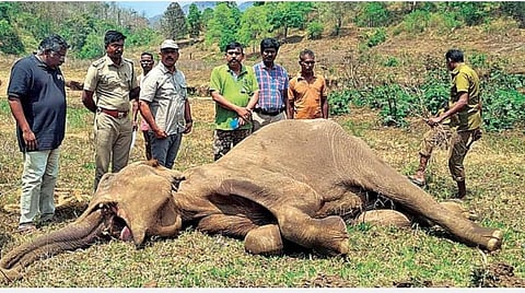 வரகளியாறு முகாமில் சிகிச்சை பெற்றுவந்த நிலையில் உயிரிழந்த பெண் யானை.