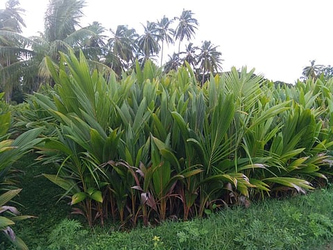 தென்னங்கன்றுகள் | கோப்புப் படம்