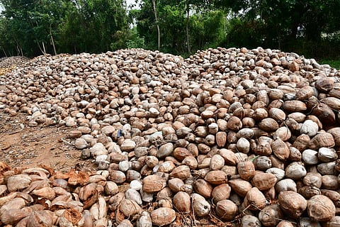 ரூ.640 கோடி மதிப்பில் கொப்பரை தேங்காய் கொள்முதல்