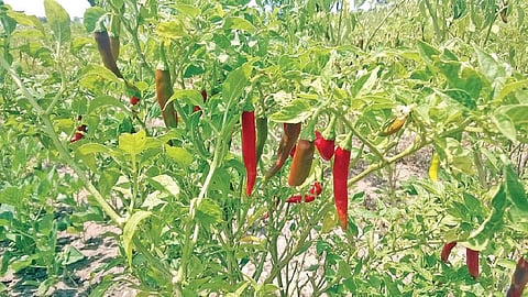 விருதுநகர், ராமநாதபுரம் மாவட்டங்களை மிளகாய் மண்டலமாக அறிவித்ததற்கு விவசாயிகள் வரவேற்பு