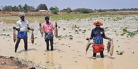 சிவகங்கை | கண்மாயில் இறந்த மீன்களை கொட்டிய அதிகாரிகள்: துர்நாற்றம் வீசுவதாக கிராம மக்கள் புகார்