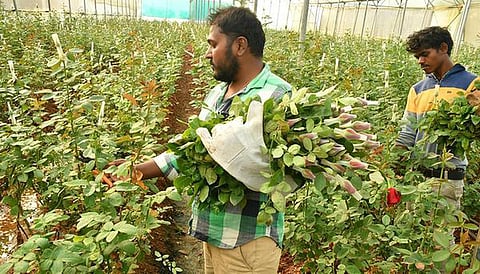 வேப்பனப்பள்ளி அருகே கொண்டப்பநாயனப்பள்ளி தோட்டத்தில் பூத்துக் குலுங்கும் பன்னீர் ரோஜா.