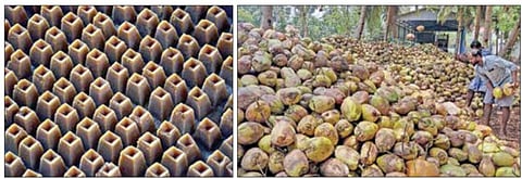 தஞ்சாவூர் மாவட்டம் திருவையாறு அருகே வீரமாங்குடி பகுதியில் உற்பத்தி செய்யப்படும் அச்சுவெல்லம்.  (அடுத்த படம்) பேராவூரணி பகுதியில் விளையும் தேங்காய்கள்.