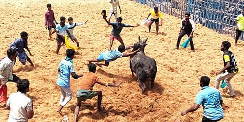 விருதுநகர் அருகே ஆவியூரில் நடந்த ஜல்லிக்கட்டில் சீறிப் பாயந்த காளையை தாவிப் பிடிக்கும் மாடுபிடி வீரர்