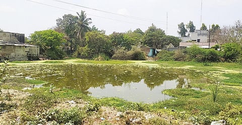 வாலாஜா நகராட்சிக்கு உட்பட்ட காந்திநகரில்  கழிவுநீர் கலந்து மாசடைந்துள்ள நல்ல தண்ணீர் குளம். படம்.ப.தாமோதரன்.