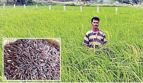 கருப்பு கவுனி நெற் பயிர் சாகுபடியில் ஈடுபட்ட விவசாயி சவுந்தர்ராஜன். (உள்படம்) கருப்பு கவுனி அரிசி.