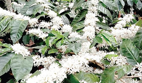 தாண்டிக்குடியில் பெரும்பாறை பகுதியில் பூத்துக்குலுங்கும் காபி செடிகள்.