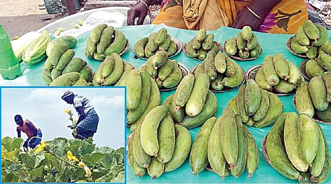 விற்பைனக்காக வைக்கப்பட்டுள்ள வெள்ளரிப் பிஞ்சுகள். (உள்படம்) சாத்தூர் அருகே உள்ள போத்திரெட்டியபட்டியில் வெள்ளரிப் பிஞ்சு பறிப்பில் ஈடுபட்டுள்ள விவசாயிகள்.