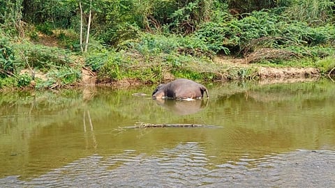 தருமபுரி மாவட்டம் பென்னாகரம் வனச்சரக வனப்பகுதிக்குள் சின்னாற்று படுகையில் உயிரிழந்து கிடந்த பெண் யானை.