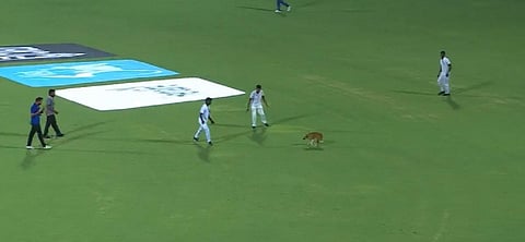IPL 2023: CSK vs LSG | சேப்பாக்கம் மைதானத்தில் நாய் புகுந்ததால் தாமதமாக தொடங்கிய ஆட்டம்