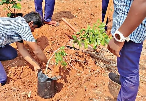 பெருந்துறை அரசு மருத்துவக் கல்லூரி வளாகத்தில், பள்ளி இறுதிநாளில், 500 மரக்கன்றுகளை நட்ட பெருந்துறை அரசுப் பள்ளி மாணவர்கள்.