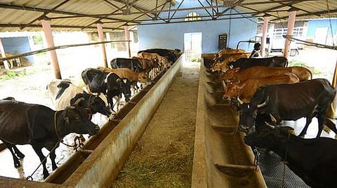 கோடை வெயில் தாக்கத்தில் இருந்து கால்நடைகளை பாதுகாக்க ஆலோசனை