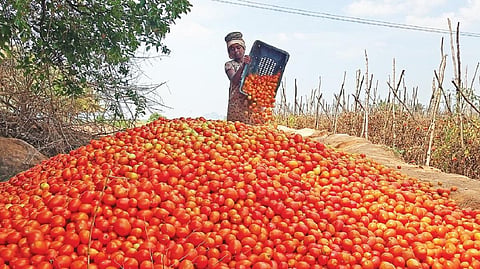 ஓசூர் அருகே பந்தாரப்பள்ளியில் அறுவடை செய்யப்பட்ட தக்காளியைப் பழச்சாறு ஆலைக்கு அனுப்ப மொத்தமாகக் குவித்து வைத்துள்ள விவசாயி.