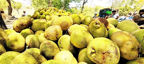 விருதுநகரில் விற்பனைக்காக குவியும் பலாப்பழம் - ஆர்வமுடன் வாங்கிச்செல்லும் பொதுமக்கள்