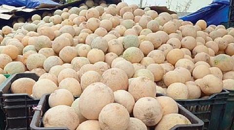 ஓசூரில் சாலையோரக் கடையில் விற்பனைக்கு வைக்கப்பட்டிருந்த முலாம் பழங்கள்.