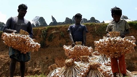 புவிசார் குறியீடு பெற்ற கொடைக்கானல் மலைப் பூண்டின் அறுவடை தொடக்கம்: ஒரு கிலோ ரூ.350 வரை விற்பனை