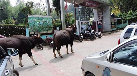 உணவு, தண்ணீருக்காக கொடைக்கானல் நகருக்குள் நுழையும் காட்டு மாடுகள்: சுற்றுலாப் பயணிகள், உள்ளூர் மக்கள் அச்சம்