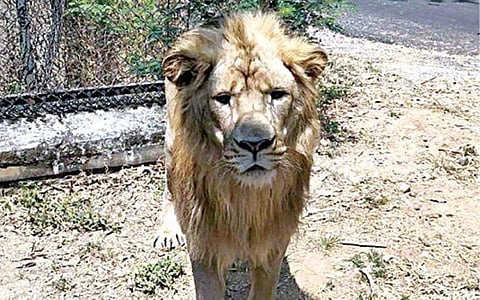 கர்நாடக மாநிலத்திலிருந்து வண்டலூர் பூங்காவுக்கு கொண்டுவரப்பட்டுள்ள ஆண் சிங்கம்.