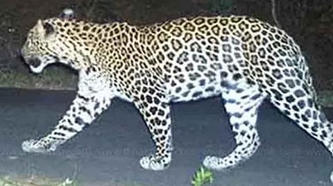 வால்பாறையில் தொழிலாளர்களை தாக்கிய சிறுத்தையை கண்காணிக்க 4 இடங்களில் கேமரா