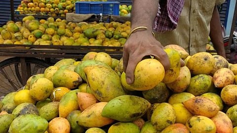 செயற்கை முறையில் பழுத்த மாம்பழம் விற்பனையை தடுக்க வேண்டும்: ஓசூர் பொதுமக்கள் கோரிக்கை