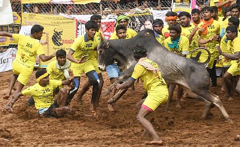 திருப்பூர் அலகுமலையில் விறுவிறுப்பாக நடைபெற்ற ஜல்லிக்கட்டு - 7 மாடுகளை அடக்கிய வீரருக்கு முதல் பரிசு