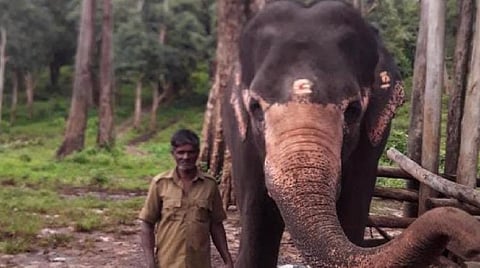 முதுமலையில் பாகனை தாக்கி கொன்றது வளர்ப்பு யானை: உணவளிக்க சென்றபோது பரிதாபம்