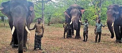 ஆனைமலை அருகே வனத்துறை ரோந்து வாகனத்தை தாக்கிய மக்னா யானை - 6 பேர் காயம்; 3 கும்கிகள் வரவழைப்பு
