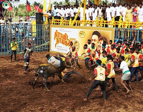 தமிழக முதல்வரின் பிறந்த நாளை முன்னிட்டு மதுரை சத்திரப்பட்டியில் இன்று நடந்த ஜல்லிக்கட்டு போட்டி | படங்கள்: நா.தங்கரத்தினம்