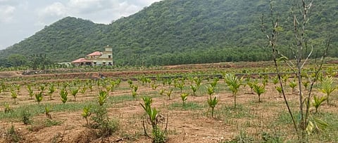 அரூர் அருகேயுள்ள கீரைப்பட்டி அருகில் புதியதாக நடவு செய்யபட்டுள்ள பாக்கு கன்றுகள்.| படம்: எஸ். செந்தில் 