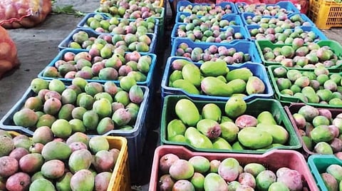 காவேரிப்பட்டணத்தில் உள்ள மா மண்டியில் விற்பனைக்காக கிரேடுகளில் வைக்கப்பட்டுள்ள மாங்கனிகள்.