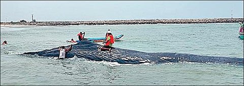﻿காரைக்காலை அடுத்த வாஞ்சூர் கடற்கரையில் நேற்று கரை ஒதுங்கிய நீல திமிங்கலத்தை மீட்கும் பணியில் ஈடுபட்ட மீனவர்கள்.
