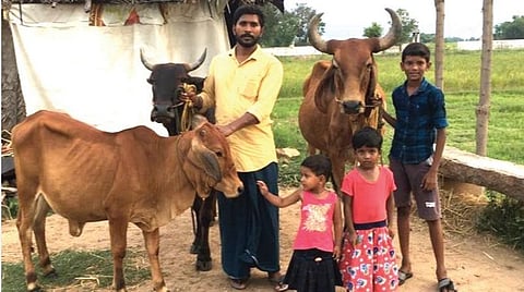 நாட்டின மாடுகளை வளர்க்கும் பொறியியல் பட்டதாரி ஜெ.விஜயபாண்டி.