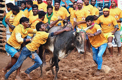 ஜல்லிக்கட்டுக்கு தடை இல்லை; தமிழ்நாடு அரசின் சிறப்புச் சட்டம் செல்லும்: உச்ச நீதிமன்றம் தீர்ப்பு