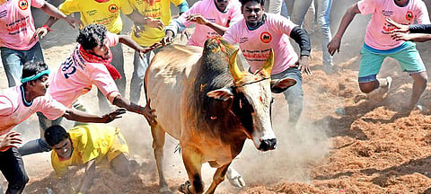 ஜல்லிக்கட்டு | கோப்புப் படம்